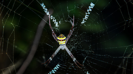 Closeup Asian spider on spider webs against black background in Thailand, Macro shot of Asian spider in cobweb.