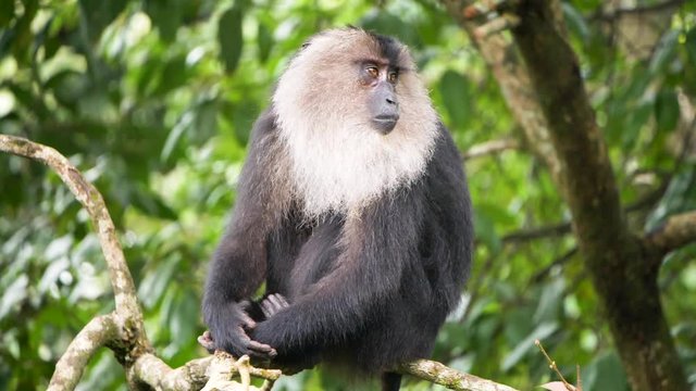 The lion-tailed macaque (Macaca silenus), or the wanderoo.