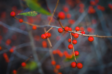 Native North American shrub winterberry, a holly also know as ilex verticillata.