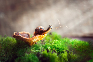 a snail on a mushroom in the rays of the light of the sun breaking through trees. postcard snail in the forest. Sunset
