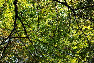 Autumn Fall in Epping Forest 