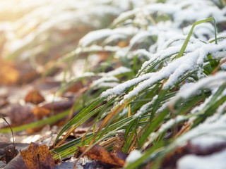 The first snow on the grass. Natural background.
