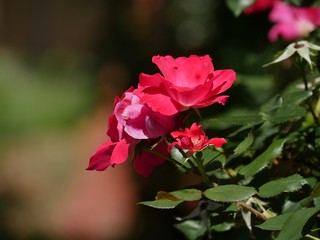Obraz premium Side view of small red roses in a garden, soft blurry background