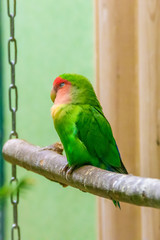 Parrot bird in the zoo. A bird in captivity. Zoo animals.