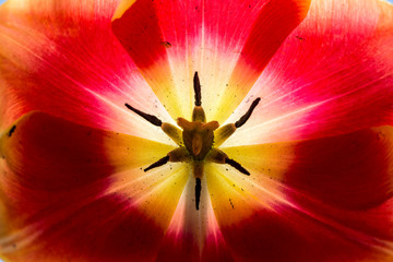  A macro view of a yellow and red hibiscus flower