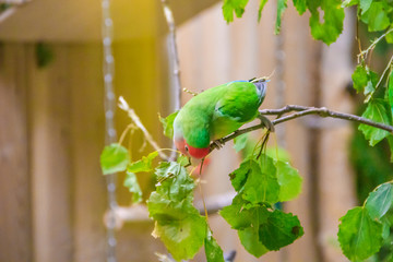Parrot bird in the zoo. A bird in captivity. Zoo animals.