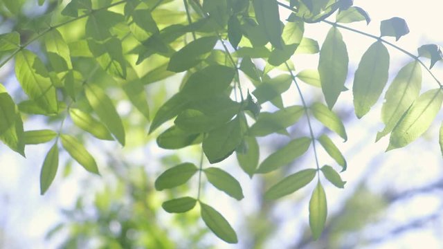 Tree branches with gren leaves swaying on wind on nature blur background, closeup view. Sun's rays shining through the leaves of the trees.