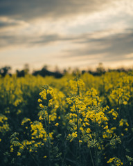 rapeseed field, switzerland