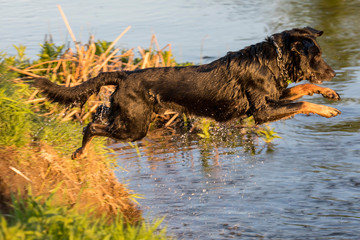 Dog jumps into the water from the shore