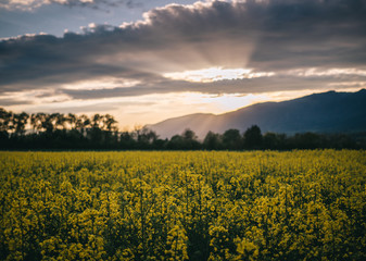 rapeseed field, switzerland