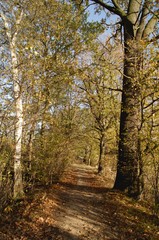 Waldweg im Sp&auml;therbst