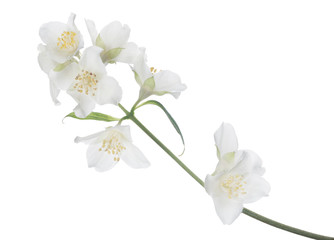 eight jasmine blooms on green stem