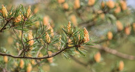 spring pine tree branch blossoms