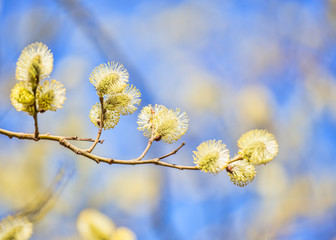 blossoming goat willow branch on blue