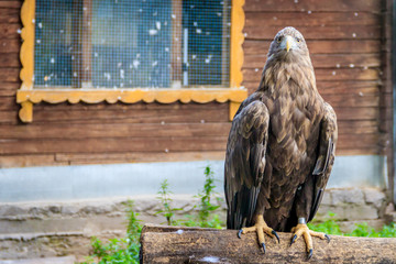 Bird Golden eagle in the zoo. A bird in captivity. Zoo animals.