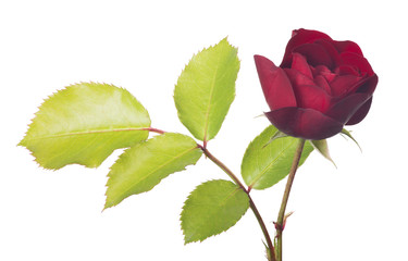 dark red rose one bloom with leaves on white