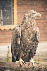 Bird Golden eagle in the zoo. A bird in captivity. Zoo animals.