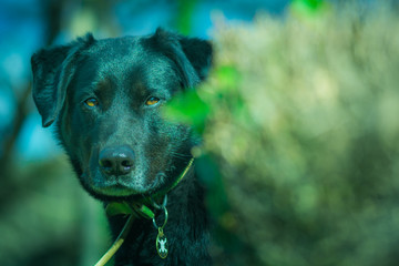 ritratto di cane labrador nero che si affaccia da dietro cespuglio
