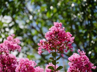 Clusters of bibrant pink cape myrtle flowers surrounded by soft bokeh