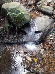 Obraz premium stream in forest