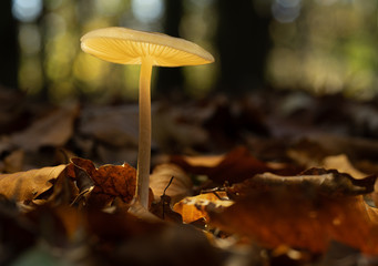 Zarter Waldpilz leuchtet märchenhaft in der Dämmerung im Herbstwald