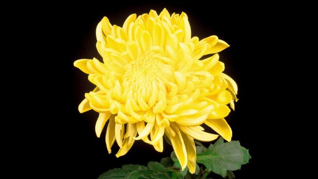  Time Lapse of Beautiful Yellow Chrysanthemum Flower Opening Against a Black Background. 4K.