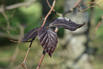Copper Beech