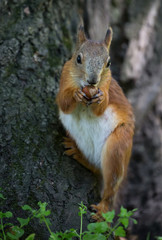 Naklejka na ściany i meble orange squirrel with nut