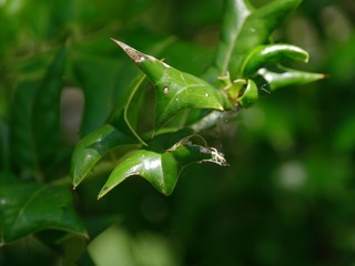 Medium shot of green leaves, with bokeh in the background