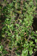 green leaves of Yellow germander