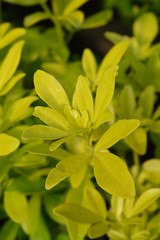 Mexican orange Brica