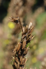 Common evening-primrose
