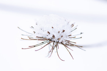 Macro photo of beautiful thin dry grass under a layer of snowflakes on a background of white snow.