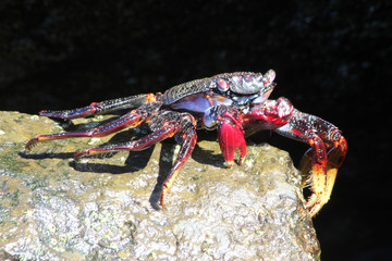 rote_Klippenkrabbe