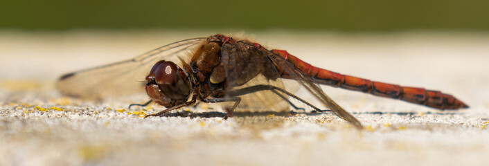 Portrait of a red dragonfly seen from the side