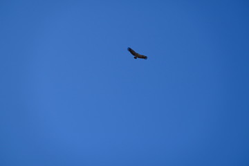 Aigle planant dans le ciel bleu
