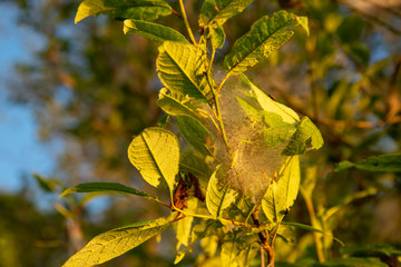 The branch of a cherry tree entangled with a web.Damaged by moth.