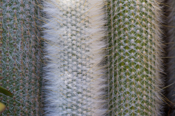 detail of giant cactus skewers