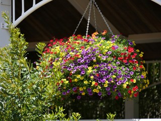 Assortment of colorful fall phlox flowers hanging from a greenhouse