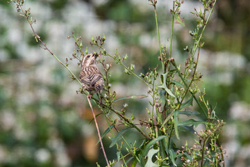 Purple Finch, Haemorhous purpureus, feeding