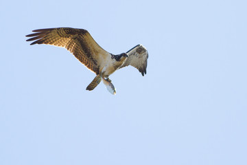 Osprey in Flight with Fish