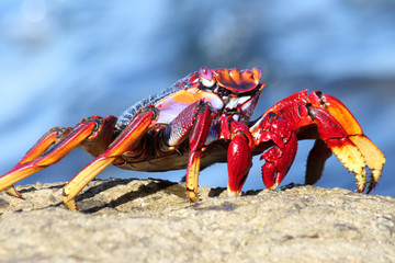 rote_Klippenkrabbe