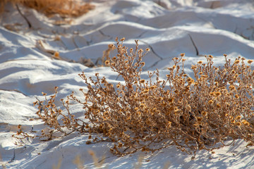 Dry bush on a cracked surface of the earth in the Judean desert
