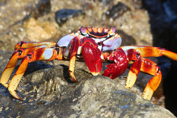 rote_Klippenkrabbe