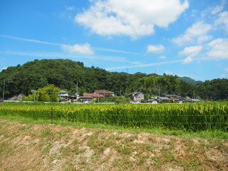 8月の青空の下 風にそよぐ稲穂