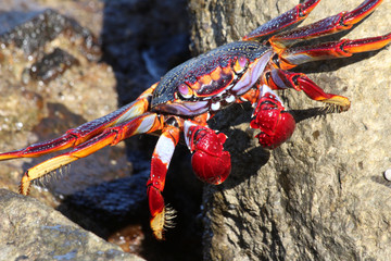 rote_Klippenkrabbe