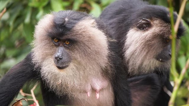 The lion-tailed macaque (Macaca silenus), or the wanderoo.