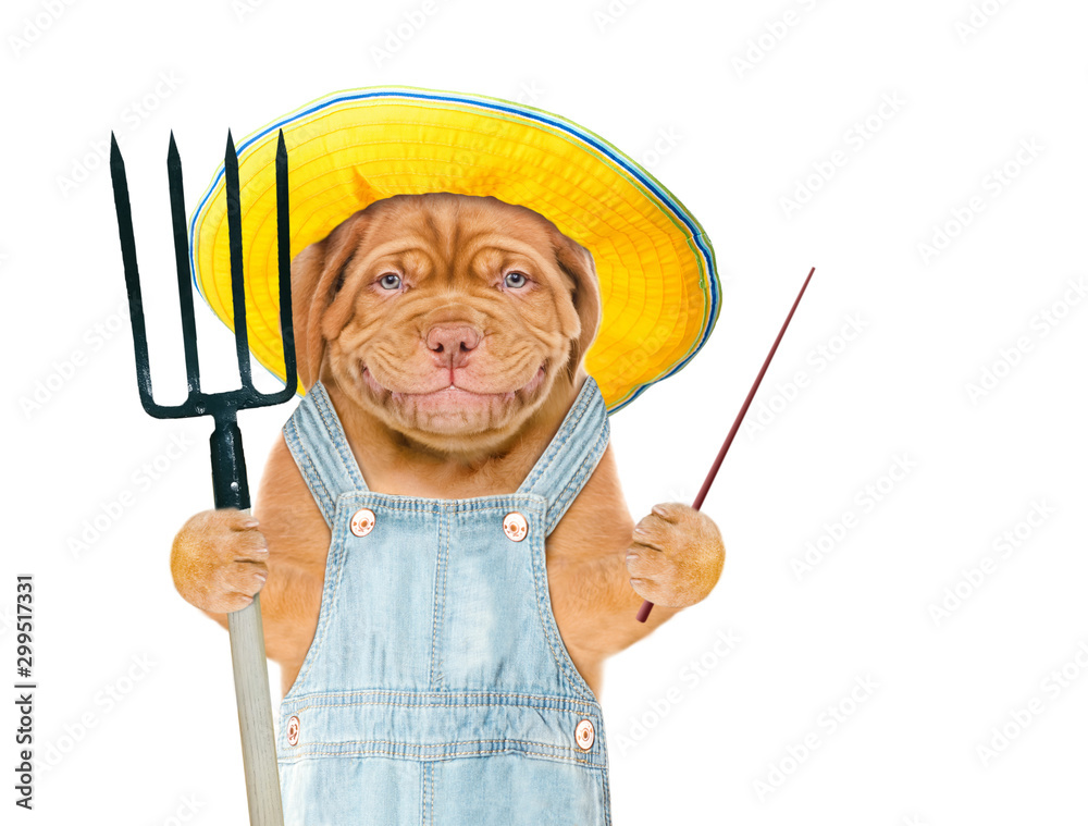 Aufkleber Smiling puppy farmer in summer hat with pitchfork points away on empty space. isolated on white background