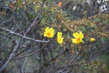 Faux cotonnier (cochlospermum tinctorium)