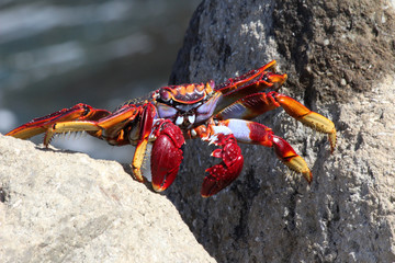rote_Klippenkrabbe